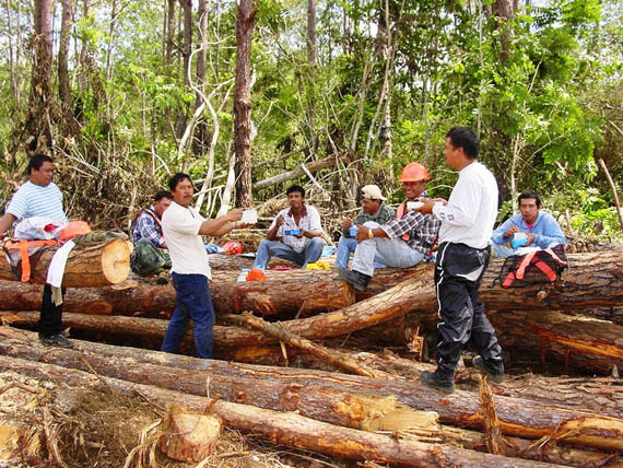 Philippine Forestry Bukidnon Forests Incorporated