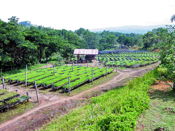 Philippine Forestry Bukidnon Forests Incorporated