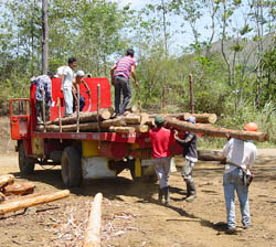 Philippine Forestry Bukidnon Forests Incorporated