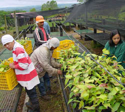 Philippine Forestry Bukidnon Forests Incorporated