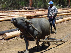 Philippine Forestry Bukidnon Forests Incorporated