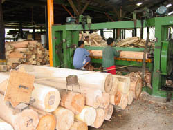 Philippine Forestry Bukidnon Forests Incorporated