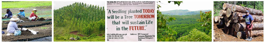 Philippine Forestry - Bukidnon Forests Incorporated situated at Malaybalay, Bukidnon Province, Mindanao - Caraga Farmers and Environmental Developers Multi Purpose Co-operative in region of Mindanao - Glenhill Consulting Limited